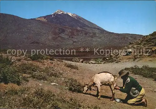 Ziege Melken Engpaesse Teides Tenerife  Kat. Tiere