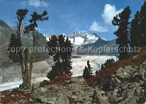 Gletscher Grosser Aletschgletscher Walliser Fiescherhoerner  Kat. Berge