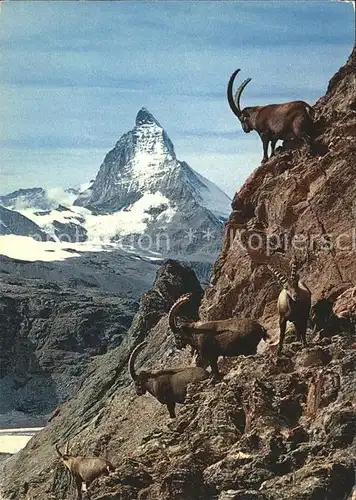 Steinbock Matterhorn Zermatt  Kat. Tiere