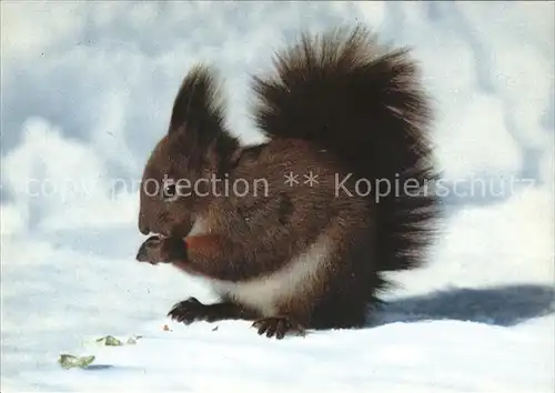 Eichhoernchen Ecureuil Squirrel Kat. Tiere