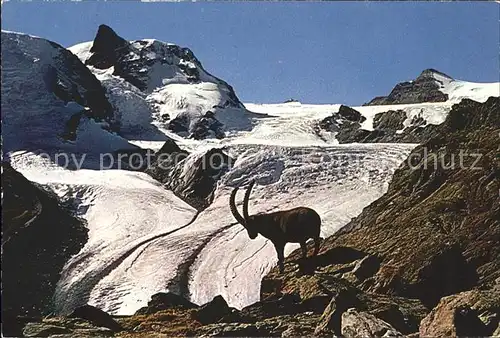 Steinbock Gornergratgebiet Zermatt Theodulpass  Kat. Tiere