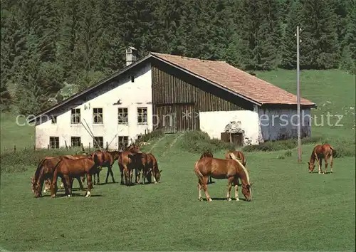 Pferde Paturage Franches Montagnes Kat. Tiere