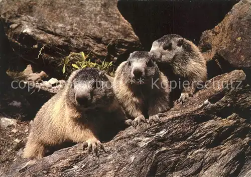 Murmeltier Marmottes Marmots Kat. Tiere