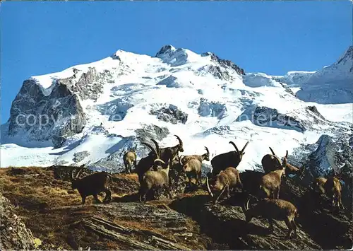 Steinbock Steinboecke Monte Rosa  Kat. Tiere