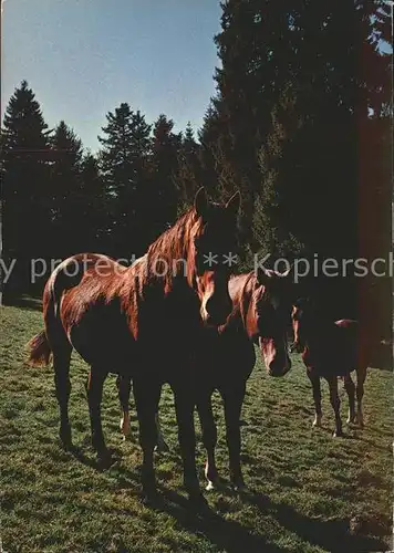 Pferde Paturage du Jura Franches Montagnes Kat. Tiere