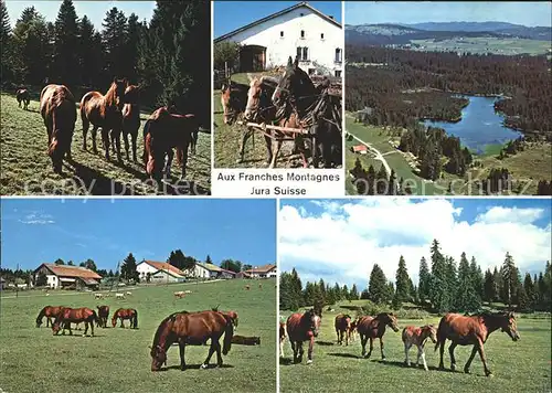 Pferde Franches Montagnes  Kat. Tiere