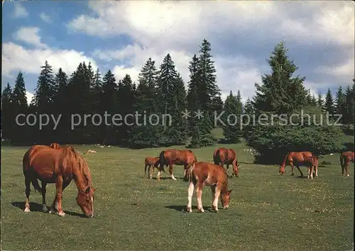 Pferde Paturage du Jura  Kat. Tiere