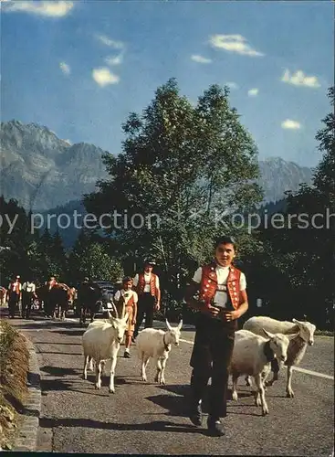 Ziege Alpfahrt Saentis Sennbuben Kat. Tiere