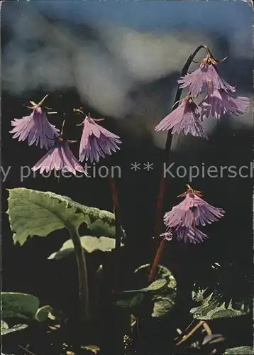 Blumen Soldanella alpina Gemeines Alpen Gloecklein Kat. Pflanzen