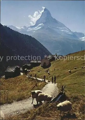 Schafe Findelen Zermatt Matterhorn  Kat. Tiere