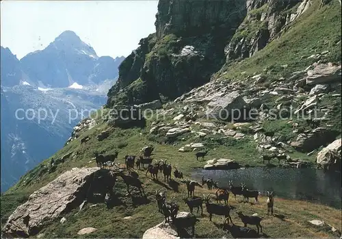 Steinbock Passo di Piatto Corona di Redorta  Kat. Tiere