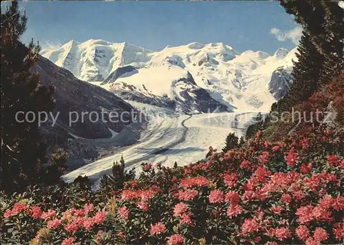 Gletscher Morteratschgletscher Alpenrosenfeld Piz Palue Bellavista Kat. Berge