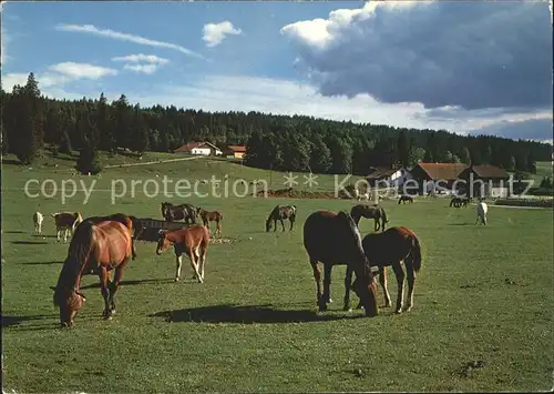 Pferde Paturage du Jura Franches Montagnes Kat. Tiere