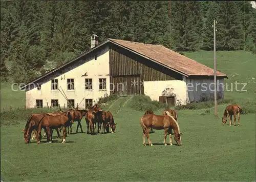 Pferde Paturage Franches Montagnes  Kat. Tiere