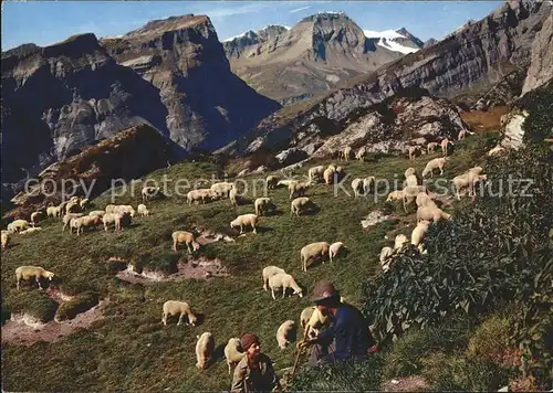 Schafe Hirte Flims Alp Mora Flimserstein Piz Dolf  Kat. Tiere