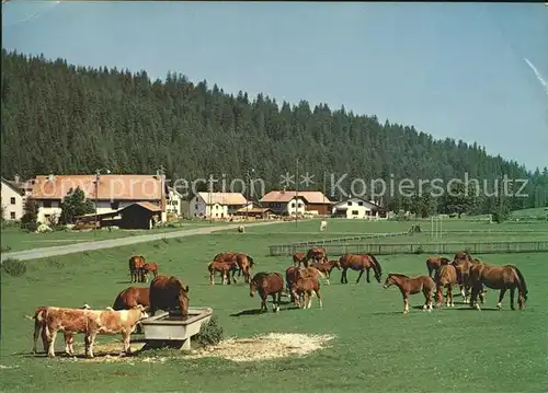 Pferde Paturage Franches Montagnes Kat. Tiere