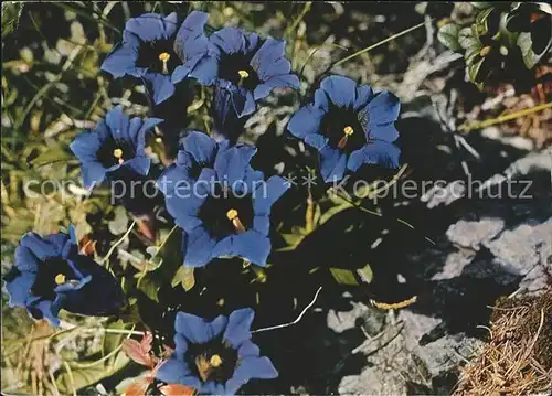 Blumen Kochscher Enzian Gentiana Kochiana Kat. Pflanzen