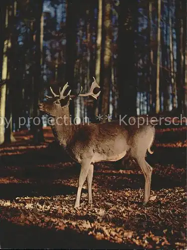 Hirsch Edelhirsch Cef Red Deer Cervo nobile Kat. Tiere