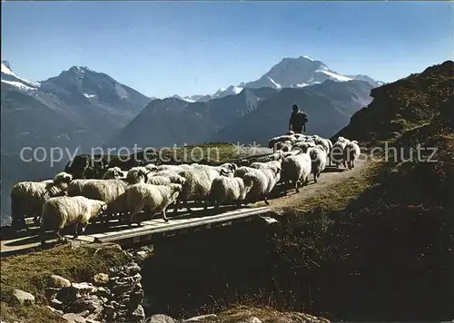 Schafe Hirte Belalp Blatten Naters Huebschhorn Fletschhorn Kat. Tiere