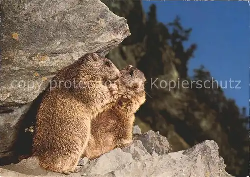 Murmeltier Marmottes Marmots Marmotten Kat. Tiere