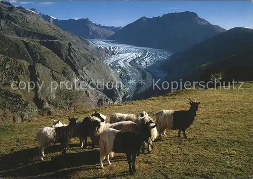 Ziege Grosser Aletschgletscher Belalp Wallis Kat. Tiere