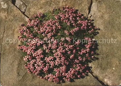 Blumen Stengelloses Leimkraut Gsuer Niesenkette  Kat. Pflanzen