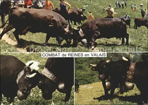 Kuehe Kampf Combat de Reines Valais  Kat. Tiere