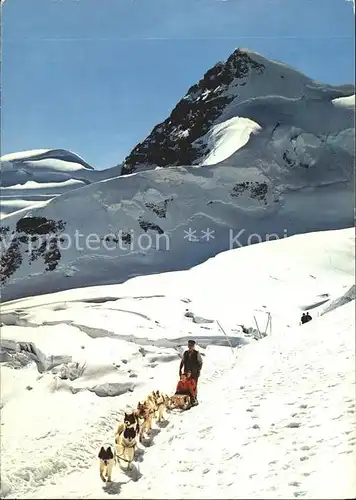 Hunde Polarhunde Schlitten Jungfraujoch Kat. Tiere