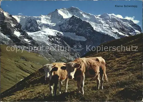 Kuehe Kleine Scheidegg Jungfrau Kat. Tiere