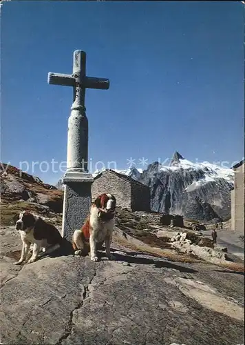 Bernhardiner Col du Saint Bernard Chapelle Pain de Sucre  Kat. Tiere