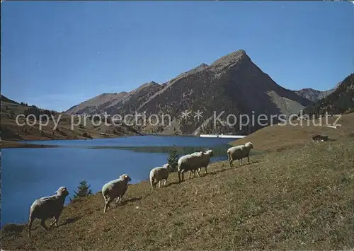 Schafe Barrage Lac de l Hongrin  Kat. Tiere