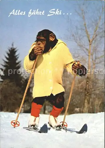 Affen Charlie Ski Skifahren  Kat. Tiere