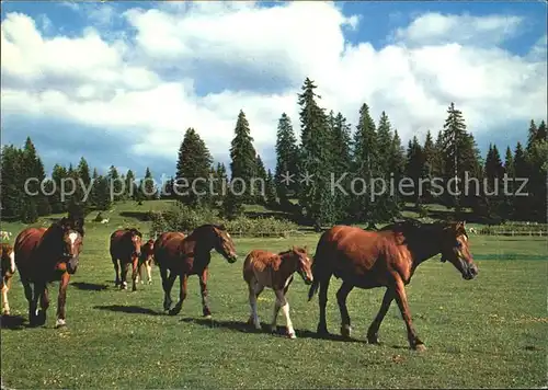 Pferde Paturage du Jura Franches Montagnes Kat. Tiere