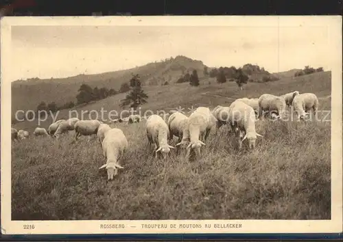 Schafe Rossberg Troupeau de Moutons Bellacker  Kat. Tiere