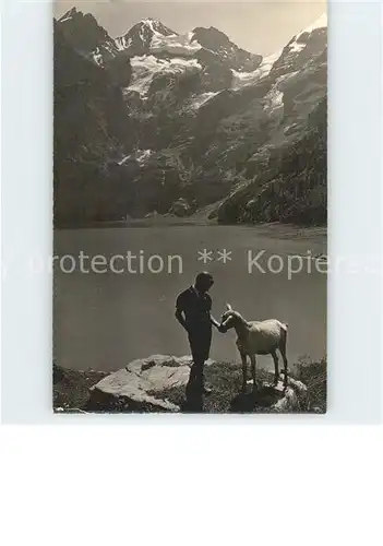 Ziege Kandersteg oeschinensee Bluemlisalp  Kat. Tiere