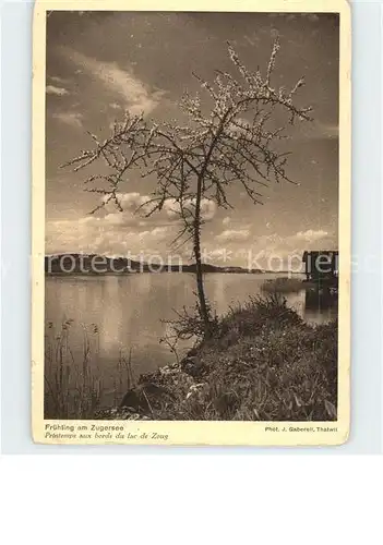 Foto Gaberell J. Nr. Fruehling am Zugersee Spendekarte Alkoholkranke Kat. Fotografie