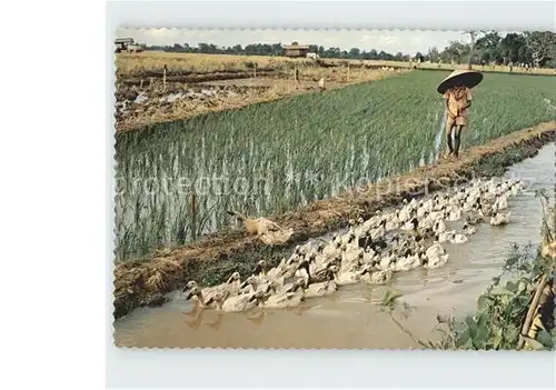 Landwirtschaft Duck Herder Central Jawa  Kat. Landwirtschaft