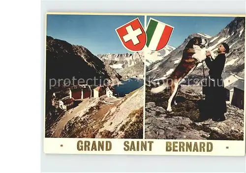 Bernhardiner Grant Saint Bernard  Kat. Tiere