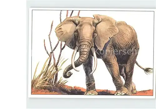Elefant Afrikanischer Steppenelefant Zeichnung Zieger Kat. Tiere