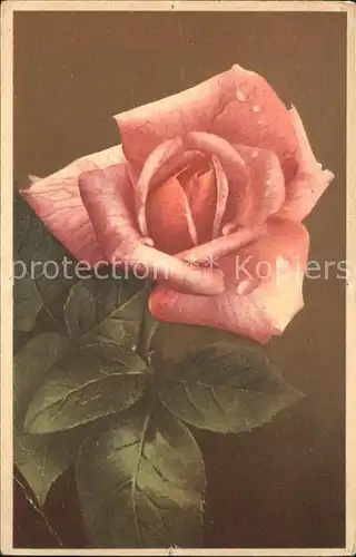 Rosen Verlag Photochromie Offsett Nr. 2048 Serie 703 Kat. Pflanzen