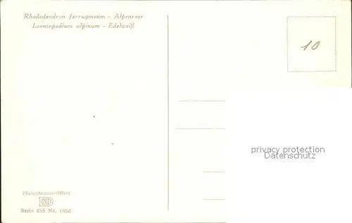Edelweiss Alpenrose Verlag Photochromie Offset Nr. 1856 Serie 655 Kat. Pflanzen