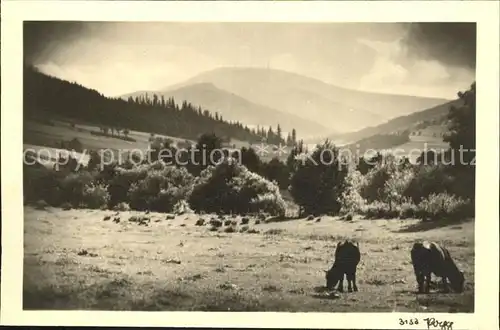 Foto Popp Nr. 3153 Kuehe Berge Natur Kat. Fotografie