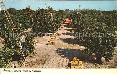 Ernte Landwirtschaft Orange Picking Time Florida  Kat. Landwirtschaft