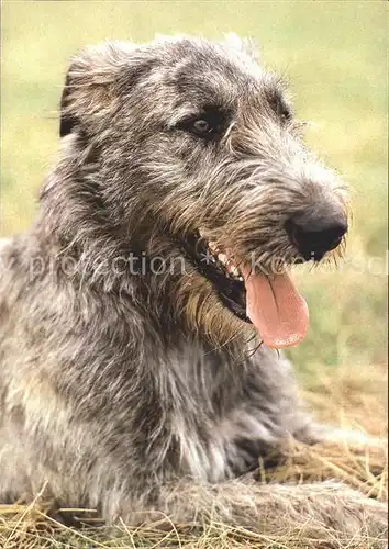 Hunde Irischer Wolfshund Kat. Tiere