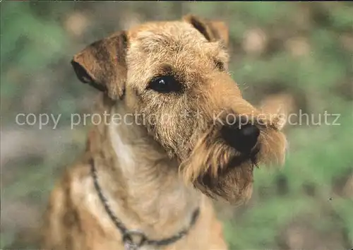 Hunde Irish Terrier  Kat. Tiere