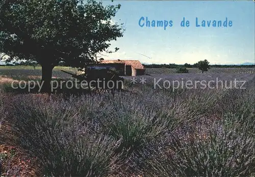 Pflanzen Lavendel Champs de Lavande  Kat. Pflanzen