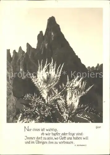 Pflanzen Berge Alpen Gedicht G. Bernanos Foto Groh Nr. 6023 Kat. Pflanzen