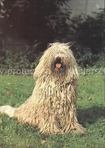 Hunde Komondor  Kat. Tiere