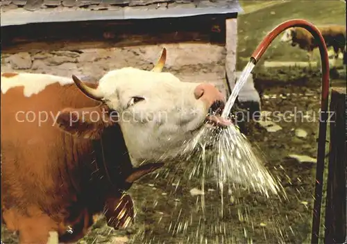 Kuehe Wasser trinken Kat. Tiere