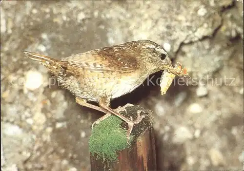 Voegel Zaunkoenig  Kat. Tiere